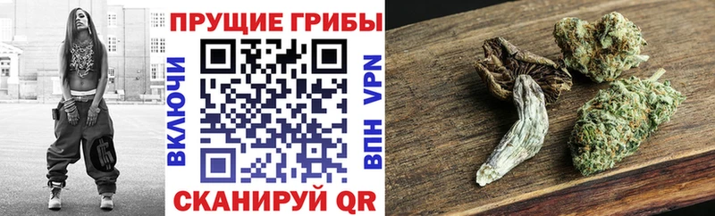 Галлюциногенные грибы Psilocybe  Нахабино 
